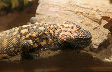 Gila Monster Lizard, New Mexico