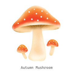 Autumn mushrooms Collections