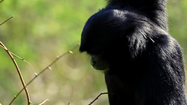 Siamang gibbon, a type of tree-dwelling ape, hangs by one arm picking and eating fresh buds in a zoo enclosure. This expressive black-furred monkey is fully released for commercial use.