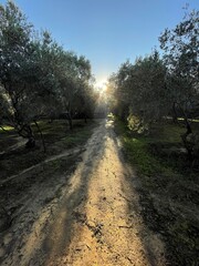 Road between trees with sunrise.