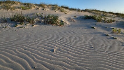 Natural sand dunes on peaceful beach in beautiful early morning sunlight on South Carolina...
