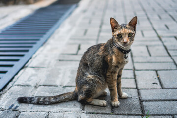 Sitting Tabby Cat with Collar on Gray Brick Path Outdoors