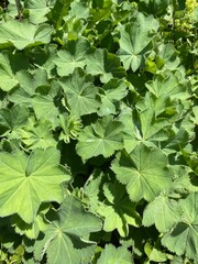 green leaves