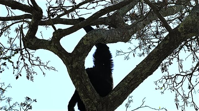 Siamang gibbon climbing a tall tree inside a zoo enclosure, captured mid-motion, long arms extended. Natural lighting highlights its primate agility and behaviour. Fully released for commercial use