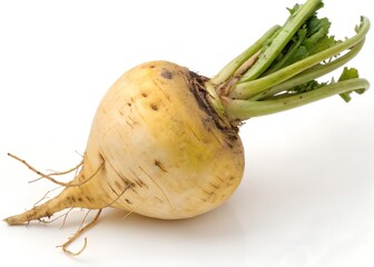 Whole Fresh Rutabaga Vegetable Stick Real Photo Clean White Background