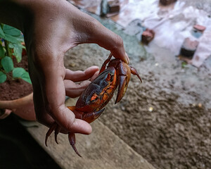 Close-Up of a Hand Holding a Live Crab Outdoors