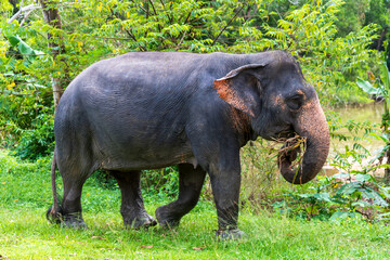 A Majestic Elephant Gracefully Walking Through a Lush, Vibrant Greenery with Serenity