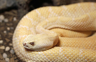 Albino Western Diamondback Rattlesnake - New Mexico