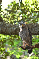 Crested Serpent Eagle perched on a tree in subtropical forest of Iriomote Island, Okinawa, Japan –in its natural habitat