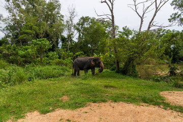 A magnificent Wild Elephant gracefully roaming through vibrant, lush greenery and habitat