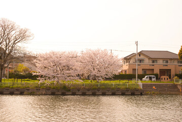 春の夕方のイメージ　桜