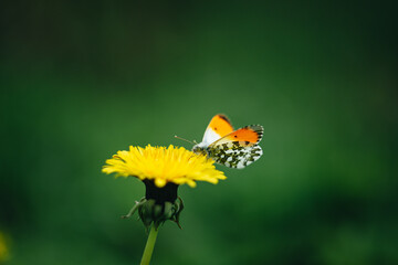 A butterfly on a blooming dandelion