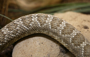 Snake and rock - Rattlesnake - New Mexico