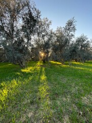 Beautiful sunrise with olive trees.