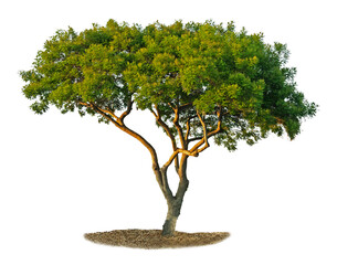 Tree isolated on white background