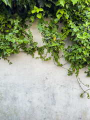 Vertical ivy on rustic stone wall with copy space, natural green background