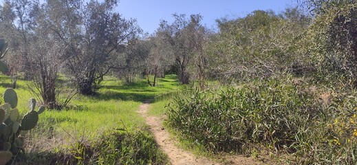 Magical photo of olive trees with plants during spring suitable for screen backgrounds.