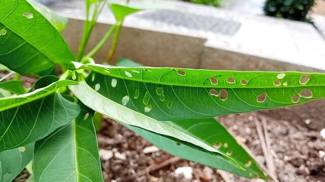 Leaf with many holes, likely caused by insect feeding damage.