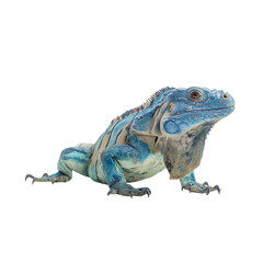 Obraz premium Blue iguana on isolated white or transparent background reptile Lizard