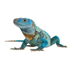 Obraz premium Blue iguana on isolated white or transparent background reptile Lizard