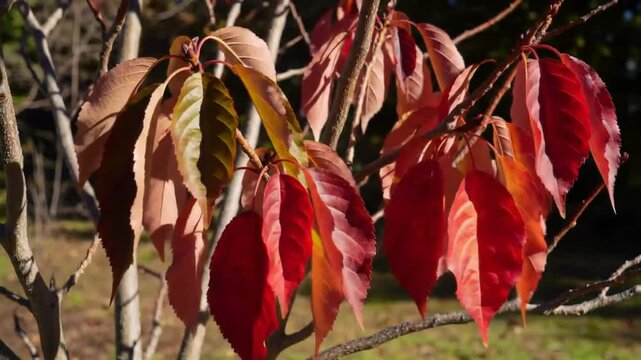 Autumnal Colors Adorn Small Tree In Fall Season Backdrop