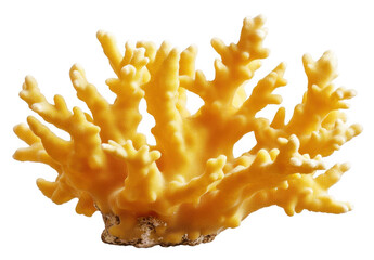 Golden Yellow Coral Branch