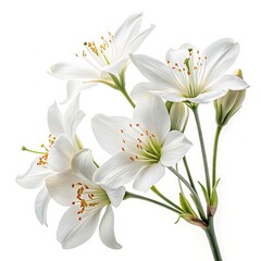 Fototapeta premium Elegant white lilies bouquet isolated on white background