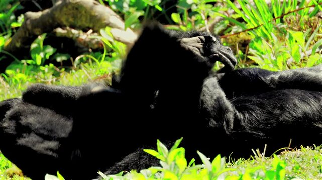 4K video of two siamang gibbons engage in playful and entertaining wrestling in a grassy zoo enclosure. Captured with full property release for commercial licensing and editorial use.