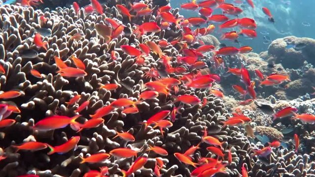 Underwater Scene of a Redfish School near Coral Reef