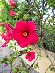 Centered pink hibiscus bloom captured up close with detailed red-pink petals and natural light.