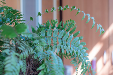 Green leafs of fern in balcony on wall building background. Plant of polypodiophyta growing in flowerpot on window home. Ornamental lush foliage of houseplant. Beautiful fresh green fern leaves.