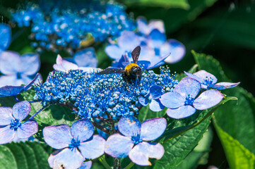 ガクアジサイとクマバチ