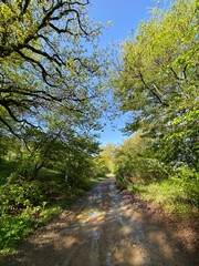path in the forest
