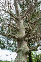 Close-up photo of a large tree trunk with a unique texture and moss-covered surface, featuring multiple bare branches