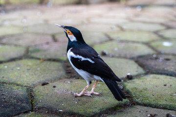 The suren starling or jalak uren is a species of starling found in the Indian subcontinent and Southeast Asia. These birds are usually found in small groups at the foot of valleys and in the lowlands.