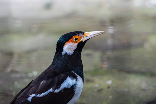 The suren starling or jalak uren is a species of starling found in the Indian subcontinent and Southeast Asia. These birds are usually found in small groups at the foot of valleys and in the lowlands.