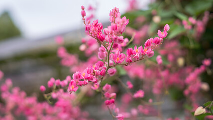 Bright pink Antigonon leptopus (Coral Vine) flower branches with small petals and yellow stamens, stand out against the soft green foliage. © Hafiz