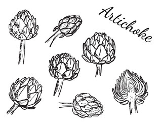 Artichoke set with whole and half sliced in black brush stroke texture isolated on white. Hand drawn vector sketch illustration in vintage charcoal ink. Vegetable design, harvest, crop, plant