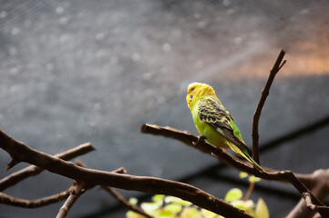 yellow and green parrot