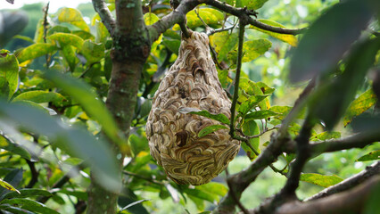 A vespa affinis wasp nest hanging on a tree branch with green leaves surrounding it. The unique structure of the nest and the detailed texture are clearly visible, showing the beauty of nature.