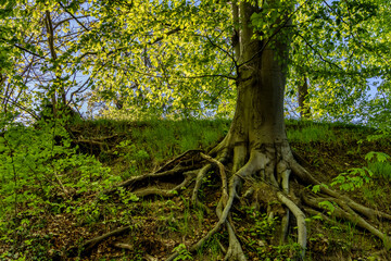 Baumwurzeln am Hang, Rügen, Deutschland