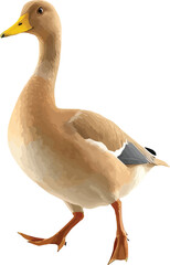 khaki campbell duck