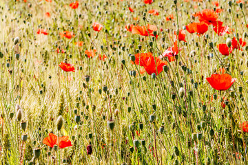 Coquelicots en été