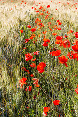 Coquelicots en été