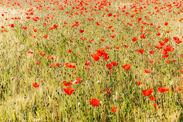 Coquelicots en été