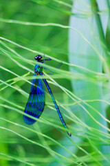 Small beautiful bright nimble winged flying blue metallic iridescent insect dragonfly male...