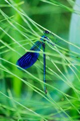 Small beautiful bright nimble winged flying blue metallic iridescent insect dragonfly male...