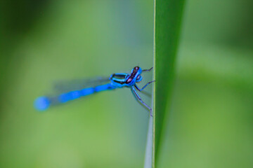 Small beautiful bright nimble winged flying blue azure with black stripes insect dragonfly male coenagrion puella with big eyes sitting on a green blade of grass near a pond in a park in summer.