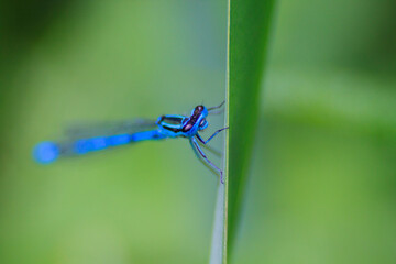Small beautiful bright nimble winged flying blue azure with black stripes insect dragonfly male...