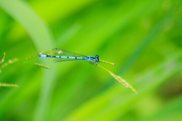Small beautiful bright nimble winged flying blue azure with black stripes insect dragonfly male...